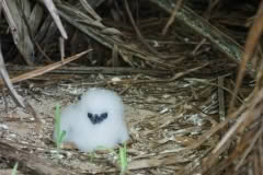 9.1468061585.chicks-on-honeymoon-island