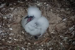 9.1468061585.more-chicks-on-honeymoon-island