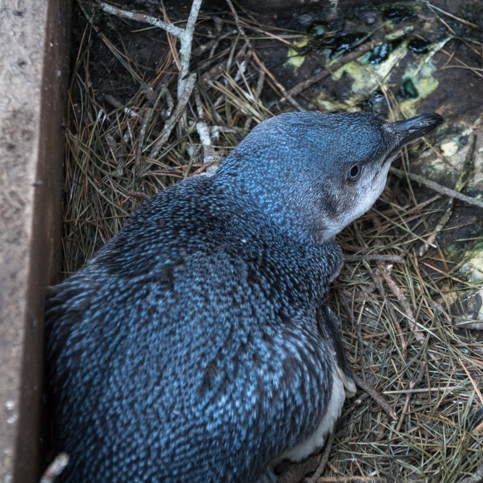 Little Blue Penguin