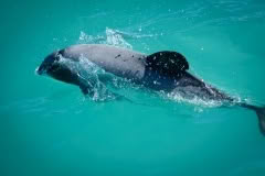Hectors Dolphin