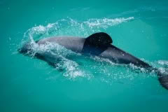 Hectors Dolphin