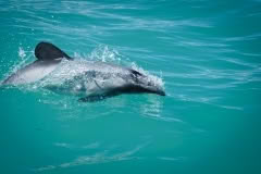 Hectors Dolphin