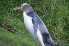 Yellow Eyed Penguin