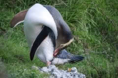 Yellow Eyed Penguin