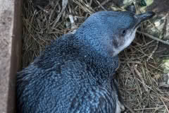 Little Blue Penguin