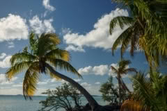 9.1468260140.tropical-palms