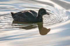 Grebes-100