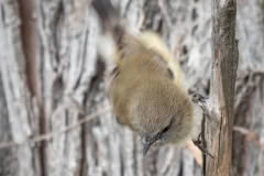 Alexandrina_autumn-253