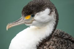 Birds_Christchurch-235