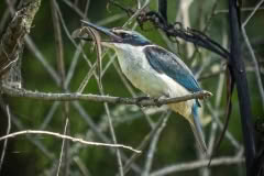 Kingfisher_Styxmill-317