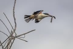 StyxMill_Kingfisher-134