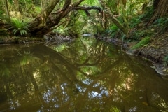 Purakaunui Falls