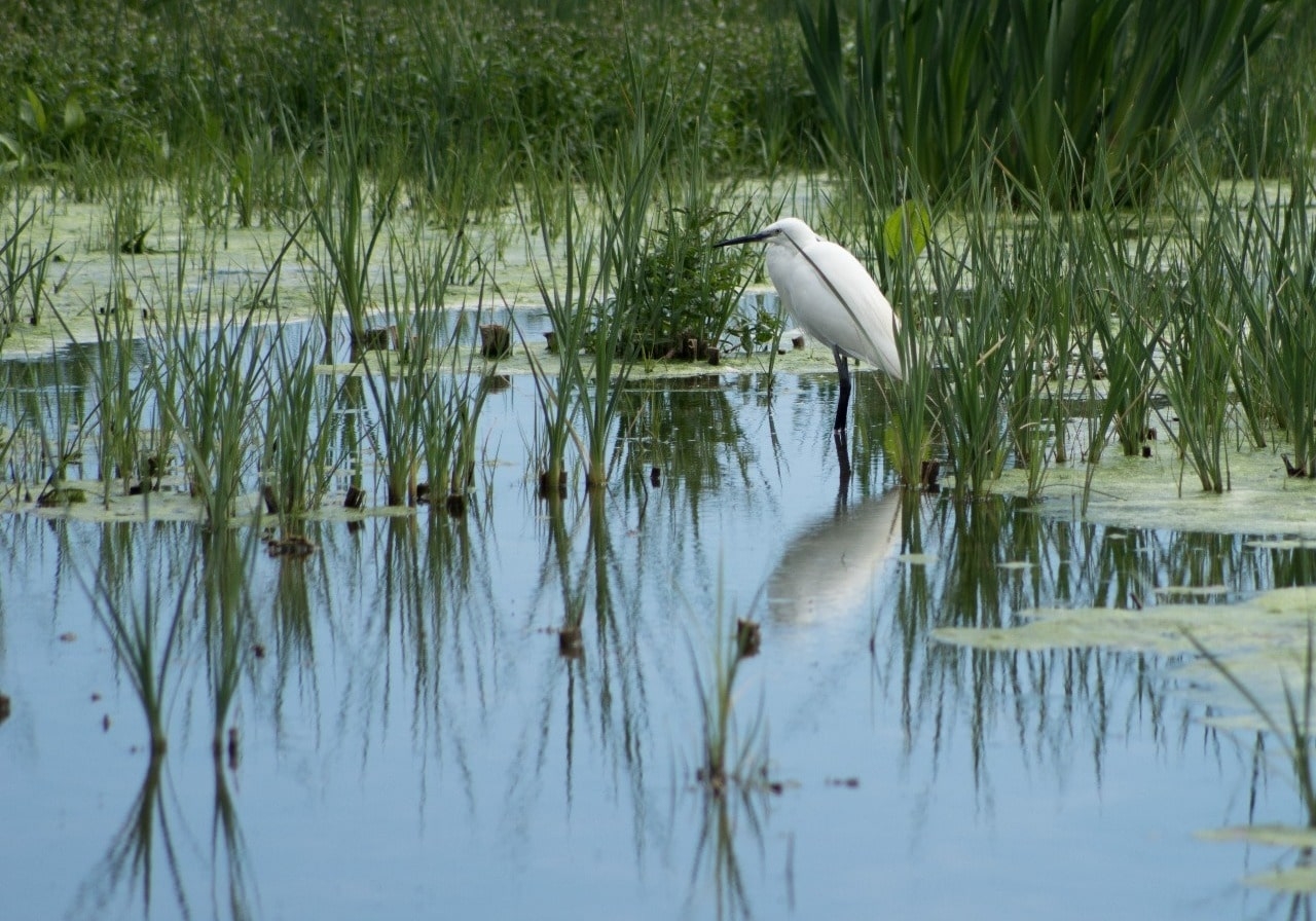 8.1460780973.heron-reflection