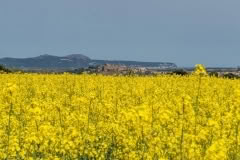 8.1460780973.no-end-of-lovely-yellow-fields