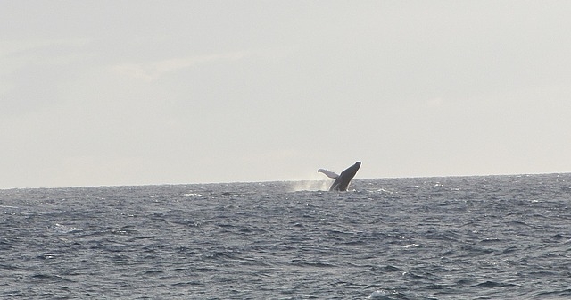 whale-taken-from-the-beach