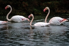 Flamingoes, Nimes