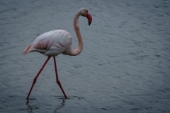 Flamingoes, Nimes