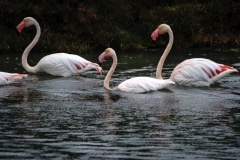 8.1472317153.flamingoes-just-past-aigues-mortes
