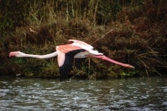 8.1472317153.flying-flamingo