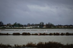 8.1472317153.saintes-maries-de-la-mer---flamingo-s-everywhe