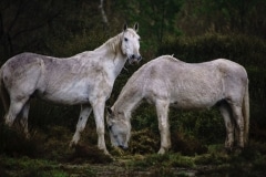 8.1472317153.wild-white-horses