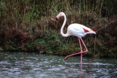 8.1472317153.yet-another-flamingo---saintes-maries-de-la-me