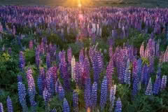 Tekapo Lupins