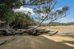 Catlins-29