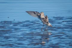 Godwit