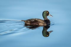 Scaup