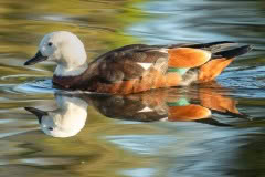 Paradise duck reflection