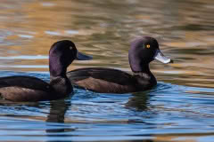 Scaup