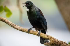 Tui singing