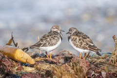 Redknot pair