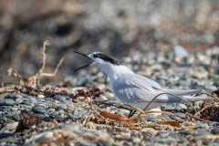 Tern