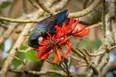 Tui feeding