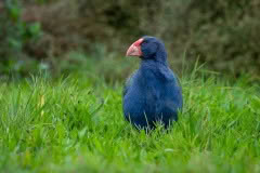 Takahe