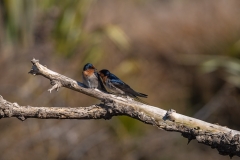 swallow-00599