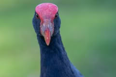 Pukeko portrait