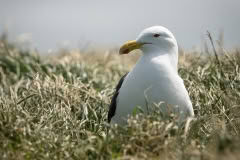 Black backed gull