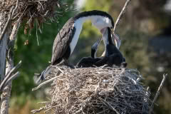 Pied Shag feeding time