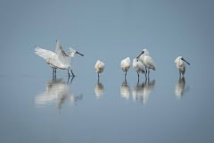 Spoonbill reflection