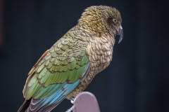Kea pose