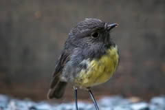 South Island Robin