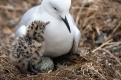 BalckBilledGull-and chick