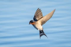 Welcome swallow in flight