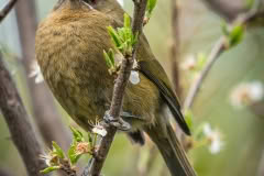 Bellbird