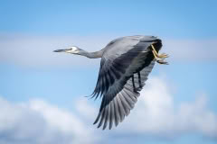 Whitefaced heron