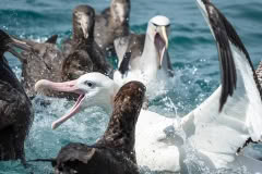 Albatross Kaikoura