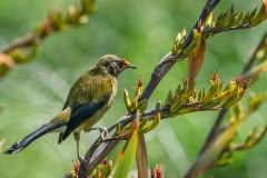 Bellbird